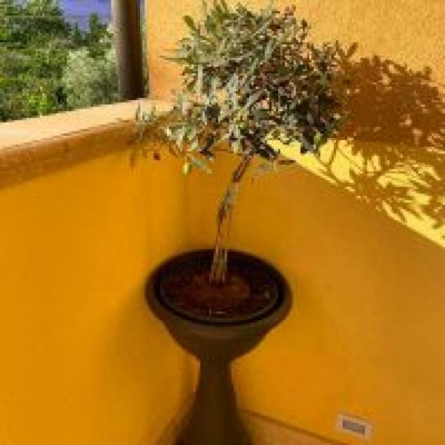 B&B Solandra