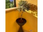B&B Solandra
