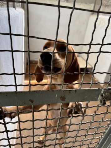 DIAMANTE SOCIEVOLE DELICATO CANE IN ADOZIONE  TG CONTENUTA - Foto 6