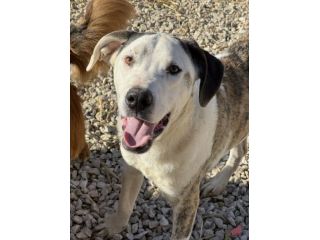 ALFA, mix PITBULL super coccolone!!