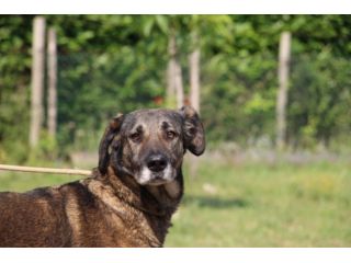 EVA, bellissima cagnolona