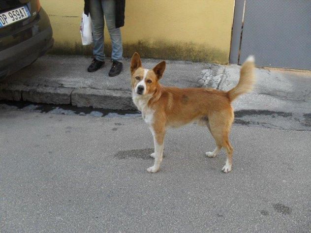 GIACOMINO, dolce cagnolino in pericolo - Foto 6