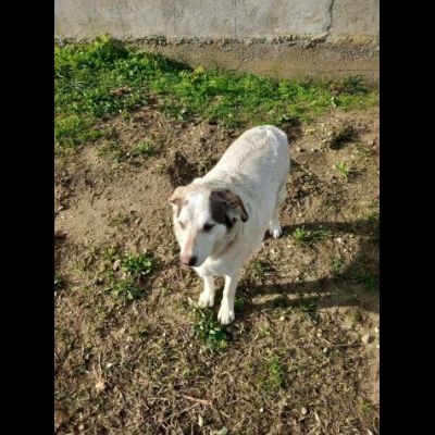 LA DOLCEZZA CHIAMATA NORMAN CANE IN ADOZIONE - Foto 8