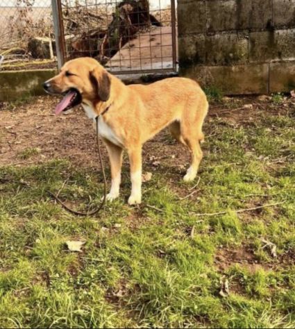 Zelda in adozione - Foto 3