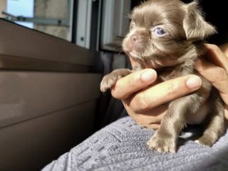 Chihuahua pelo lungo lilac e blu con pedigree