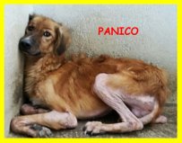 ADOZIONE D'AMORE PER QUESTI DUE DOLCISSIMI E SPLENDIDI CAGNOLINI, AIUTATECI - Foto 4