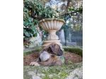 Allevamento Amstaff Pedigree ENCI
