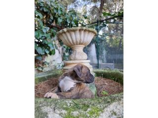 Allevamento Amstaff Pedigree ENCI