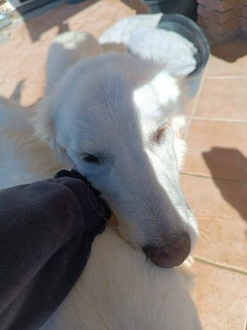 Giulia - Foto 3