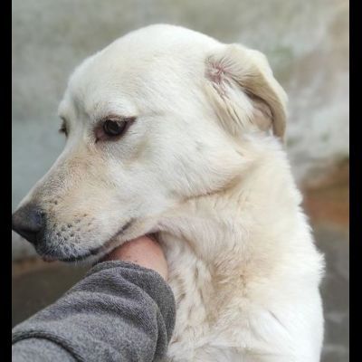 LA DOLCEZZA IN GABBIA, mix labrador CAGNOLINA IN ADOZIONE taglia media - Foto 5