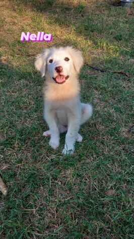 CUCCIOLI DI 3 MESI - Foto 3