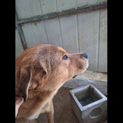 SIGFRIDO DOLCISSIMO CANE IN ADOZIONE - Foto 3