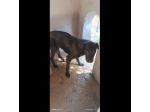 MOSE' ha appena un anno, 12 chili, cerca casa. Cagnolino in adozione.