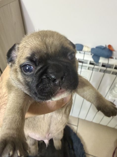 Cuccioli bulldog francesi - Foto 3