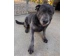 SAMANTHA CANE CORSO 3 ANNI Taglia grande