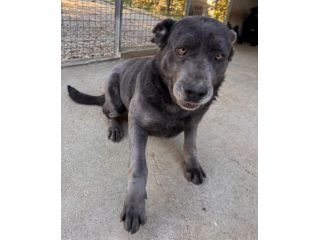 SAMANTHA CANE CORSO 3 ANNI Taglia grande