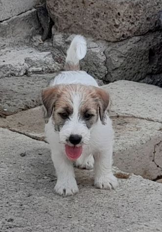 Jack Russell Terrier Broken Ruvido cuccioli