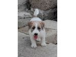 Jack Russell Terrier Broken Ruvido cuccioli