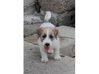 Jack Russell Terrier Broken Ruvido cuccioli