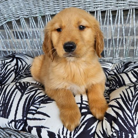 Bellissimi cuccioli di Golden Retriever - Foto 4