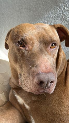 BLITZ, 7 ANNI, UN BAMBINO IN ARRIVO E COME SEMPRE IL CANE IN CANILE! - Foto 2