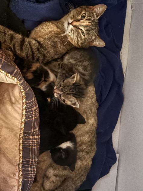 Regalo gattini di due mesi - Foto 3