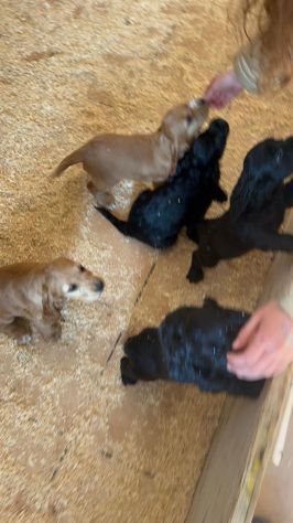 Cucciolo Coccer Spaniel maschio fulvo 3 mesi - Foto 4