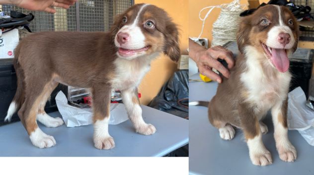 Cuccioli di Pastore Australiano (Aussie) - Pronti per una nuova famiglia! - Foto 3