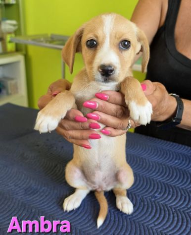 GIADA,cucciola mix volpino breton - Foto 9