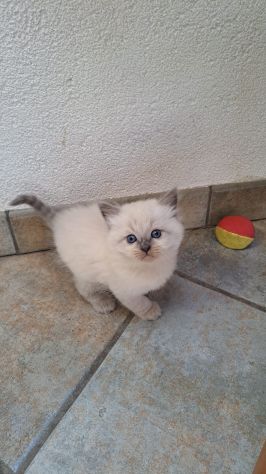 🐾Gattini di razza siberiana ipoallergenici🐾 - Foto 6