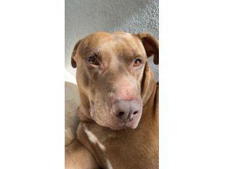 PITBULL INCR., BLITZ, 7 ANNI, URGENTE!!!!