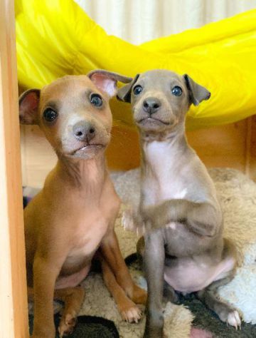 Cuccioli di Levriero Italiano