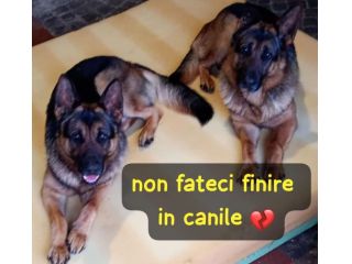 COPPIA DI PASTORI TEDESCHI 4 ANNI