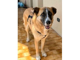 Ambra 4 anni Taglia grande