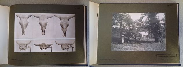 La RAZZA BOVINA di VAL di CHIANA, Dottori M. PICCININI e G. GUGNONI. 1909. - Foto 8