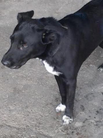 JAKE, dolce cucciolotto mix labrador vive a catena - Foto 2