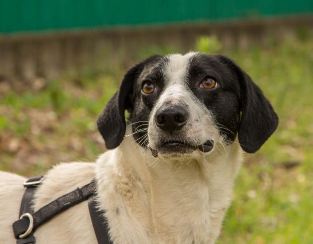 NINO, cagnolino coccolone - Foto 5