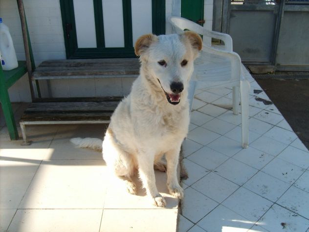 ARIANNA, dolcissima creatura - Foto 4
