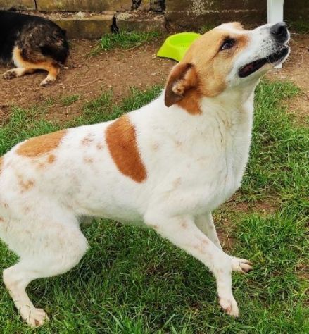 CATELLO: cagnolino in adozione - Foto 9