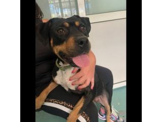 Janette Jordan Soraya cani in adozione