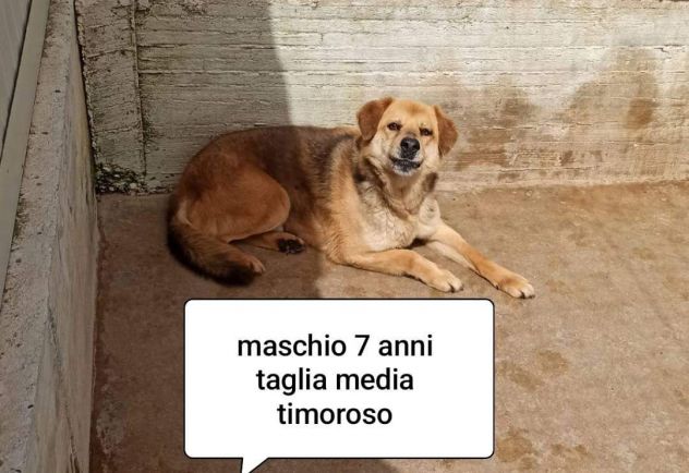 CANI IN ADOZIONE URGE AIUTARLI - Foto 6