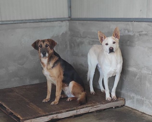 CAGNOLINA IN ADOZIONE - Foto 2