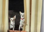 soggiorno pensione badante cani