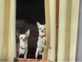 soggiorno pensione badante cani