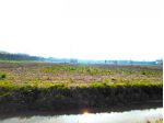 Agricolo in vendita a Boara Pisani