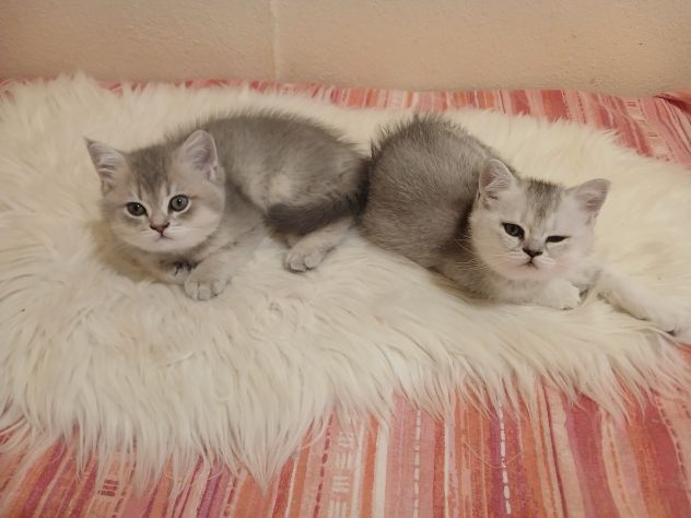 Cuccioli Straight/Fold - Foto 8