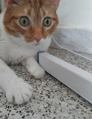 Ciccio, meraviglioso gattone