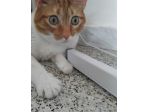 Ciccio,  meraviglioso gattone