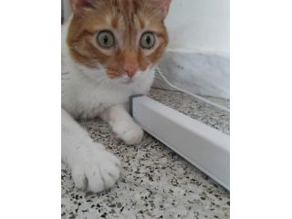 Ciccio,  meraviglioso gattone