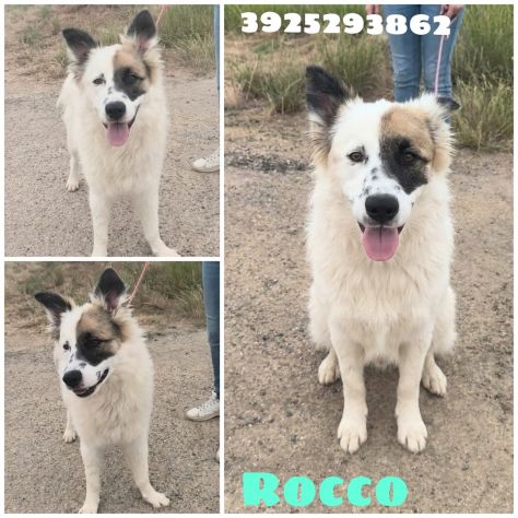 ROCCO un dolcissimo cagnolino in adozione cerca la sua famiglia per sempre